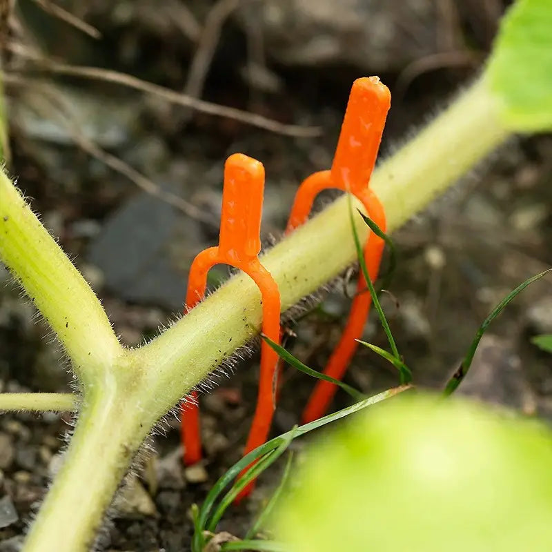Garden plants support clamps made of plastic for optimal plant stability