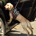 Orthopedic Rear Leg Support Harness for Dogs – Ideal for Arthritis, Hip Dysplasia & Mobility Aid