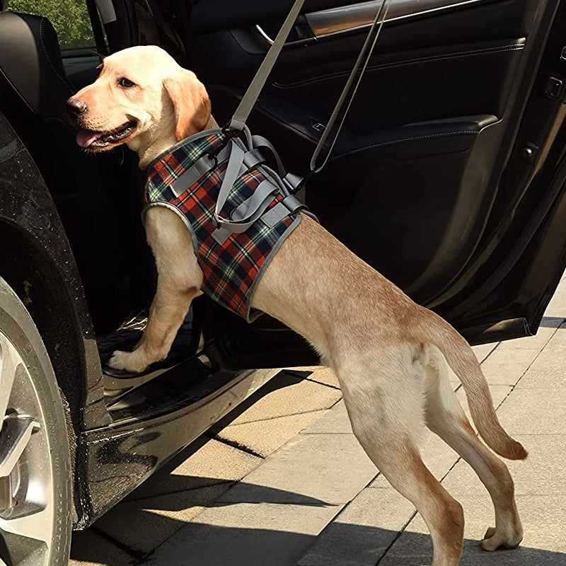Orthopedic Strap for Hind Legs