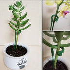 Plant Supports Stake
