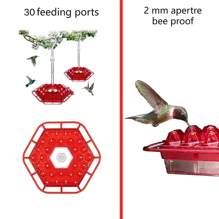 KolibriKracher — Create a vibrant bird paradise right in your garden!