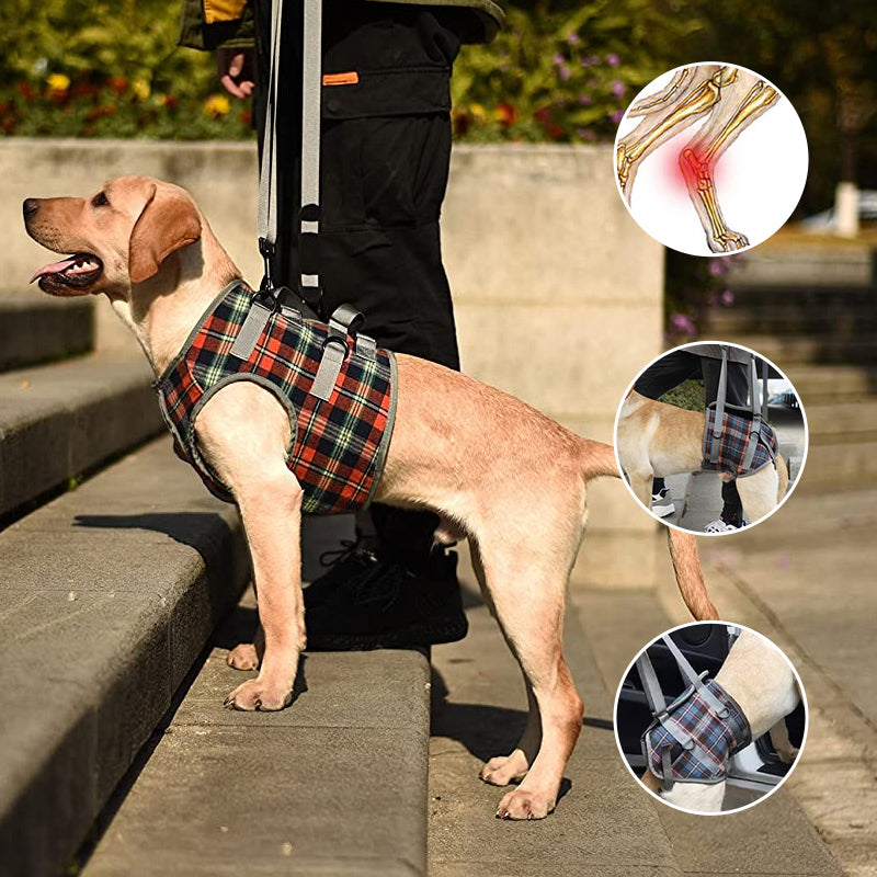Orthopedic Strap for Hind Legs