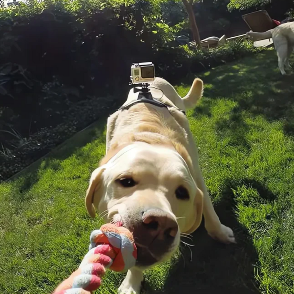 Action-Cam Dog Harness with 360° Perspective
