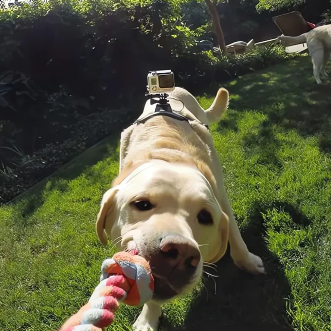 Action-Cam Dog Harness with 360° Perspective