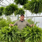Artificial Boston Fern Home Decor Plant