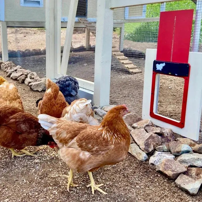 Automatic Chicken Coop Door - Weatherproof & Predator Safe with Easy Installation