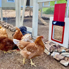 Automatic Chicken Coop Door - Weatherproof & Predator Safe with Easy Installation