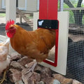Automatic Chicken Coop Door - Weatherproof & Predator Safe with Easy Installation