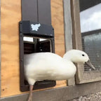 Automatic Chicken Coop Door - Weatherproof & Predator Safe with Easy Installation