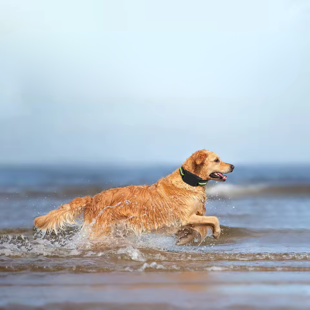 Automatic Anti-Bark Collar with Sound & Shock