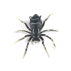 Spider Soft Fishing Lures - Makes Fishing Easier & More Fun