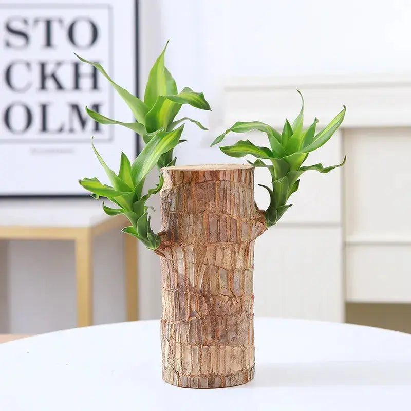 Brazilian Lucky Wood – Air Purifying & Fortune Bringing Plant