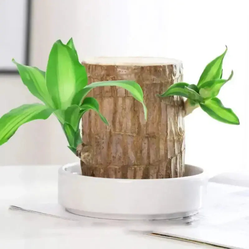 Brazilian Lucky Wood – Air Purifying & Fortune Bringing Plant