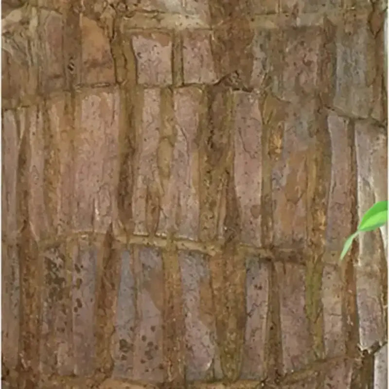 Brazilian Lucky Wood – Air Purifying & Fortune Bringing Plant
