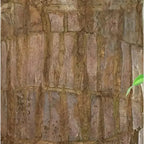 Brazilian Lucky Wood – Air Purifying & Fortune Bringing Plant