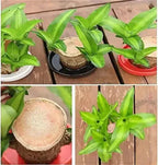 Brazilian Lucky Wood – Air Purifying & Fortune Bringing Plant