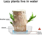 Brazilian Lucky Wood – Air Purifying & Fortune Bringing Plant