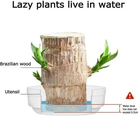 Brazilian Lucky Wood – Air Purifying & Fortune Bringing Plant