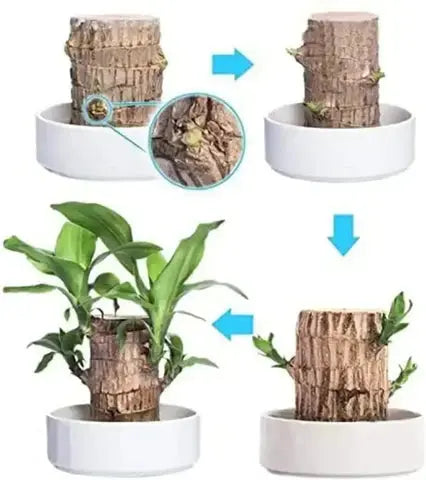 Brazilian Lucky Wood – Air Purifying & Fortune Bringing Plant