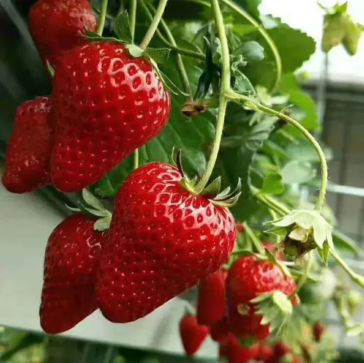 CREAM-STRAWBERRY –Year-round strawberry seeds–High yield!