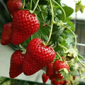 CREAM-STRAWBERRY –Year-round strawberry seeds–High yield!