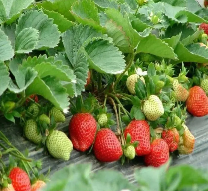 CREAM-STRAWBERRY –Year-round strawberry seeds–High yield!