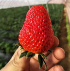 CREAM-STRAWBERRY –Year-round strawberry seeds–High yield!