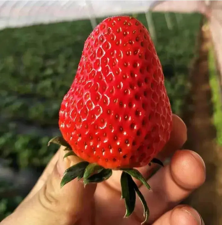 CREAM-STRAWBERRY –Year-round strawberry seeds–High yield!