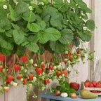 CREAM-STRAWBERRY –Year-round strawberry seeds–High yield!