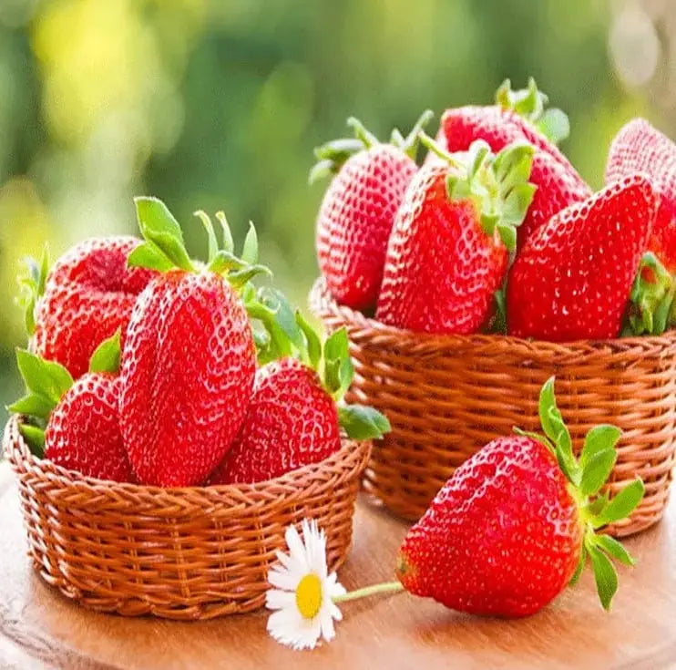 CREAM-STRAWBERRY –Year-round strawberry seeds–High yield!