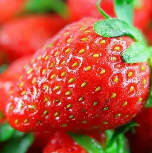 CREAM-STRAWBERRY –Year-round strawberry seeds–High yield!