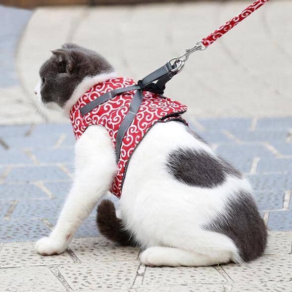 Cat vest harness and leash set for walks