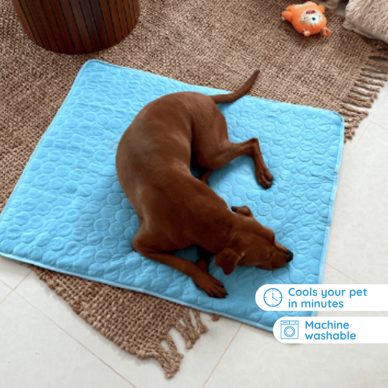 Self-Cooling Mat for Four-Legged Friends Ideal for Hot Summer