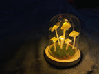 Home cultivation with a touch of magic