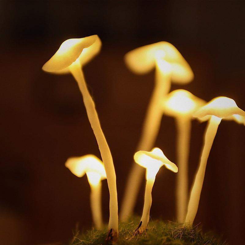 Home cultivation with a touch of magic