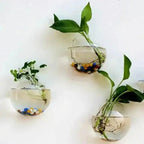 Elegant Glass Wall Vase – Minimalist Plant Holder