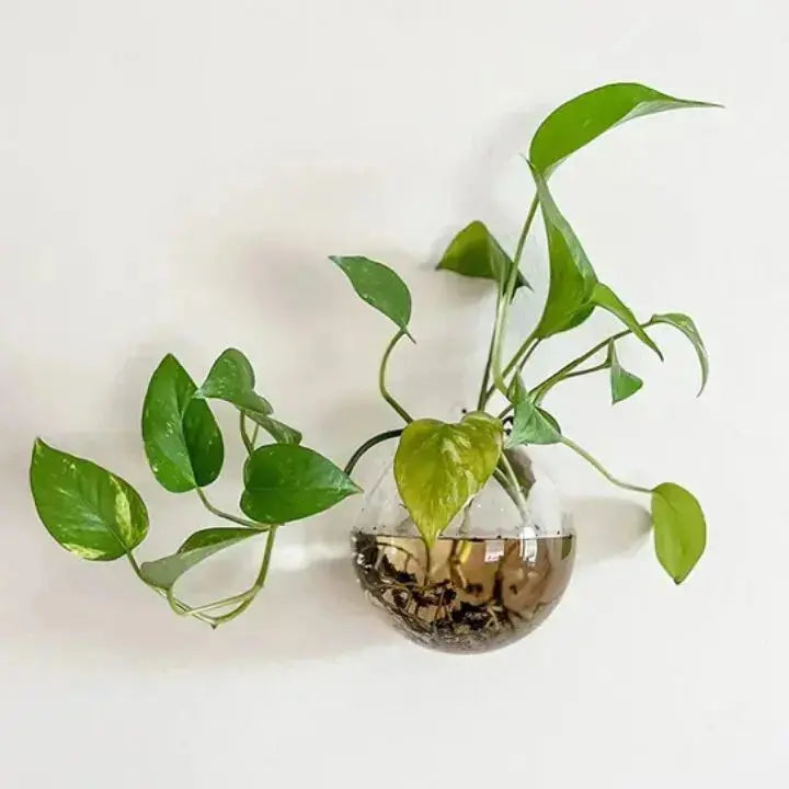 Elegant Glass Wall Vase – Minimalist Plant Holder