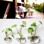 Elegant Glass Wall Vase – Minimalist Plant Holder