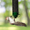 Squirrel-proof birdhouse with rotating perch & 4 feeding openings