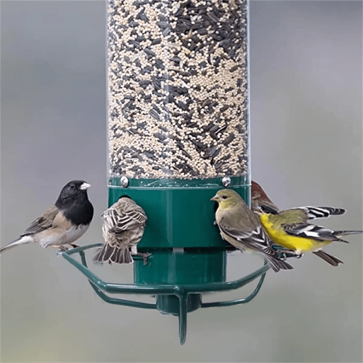 Squirrel-proof birdhouse with rotating perch & 4 feeding openings