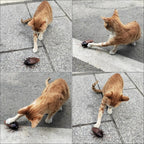 Remote-controlled Cockroach – Realistic Crawling Effect with Glowing Eyes