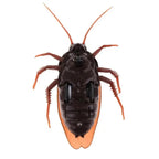 Remote-controlled Cockroach – Realistic Crawling Effect with Glowing Eyes