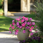 Spring-like Artificial Petunias made of Silk