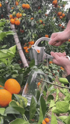 Fruit Juice Squeezer
