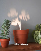 Garden-Graveyard-Plant Pot with LED Light Projection