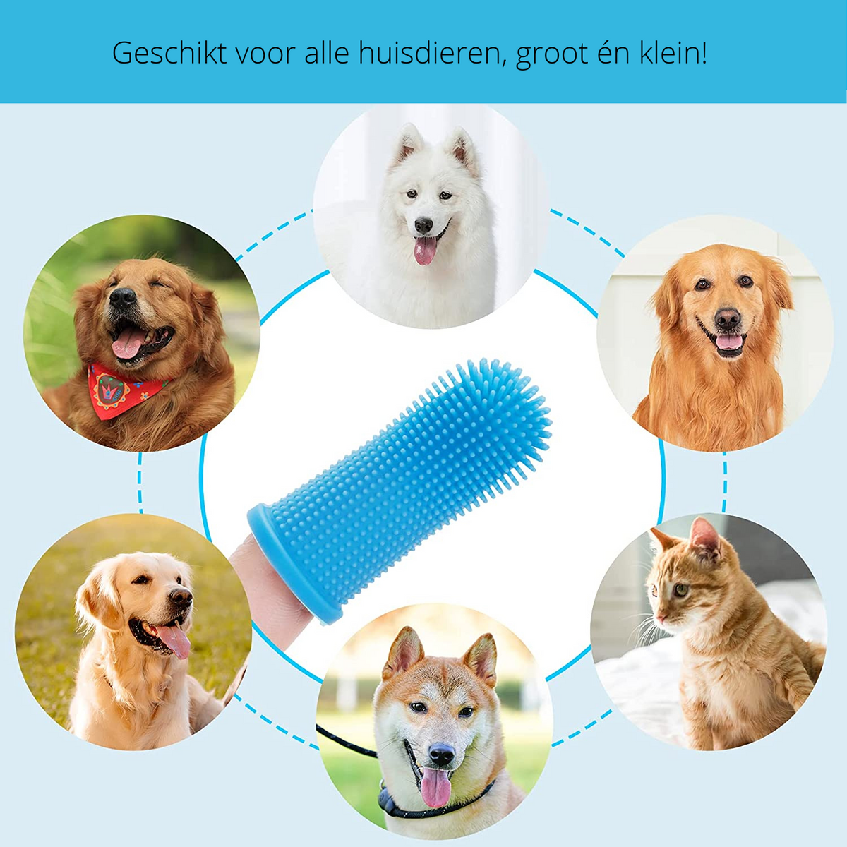 Safe Dog Dental Care for Home