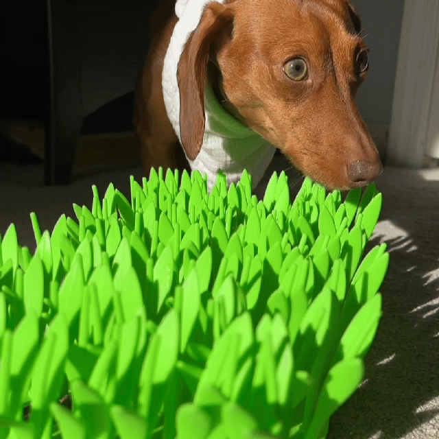 TidyFeast Pet-Friendly Meal Pad