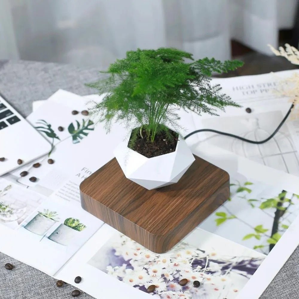 Anti-gravity plants - Astonish your space - Nature reinvented