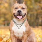 Stainless Steel Dog Training Necklace