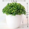 Small Tree Pot Bonsai Plants